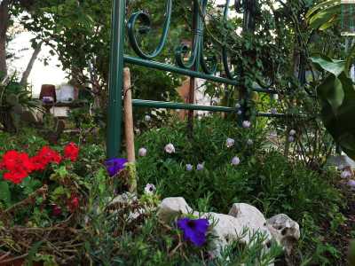 Mentre le rampicanti si insinuano tra i ghirigori di un�ex spalliera di un letto, ora diventata il loro sostegno